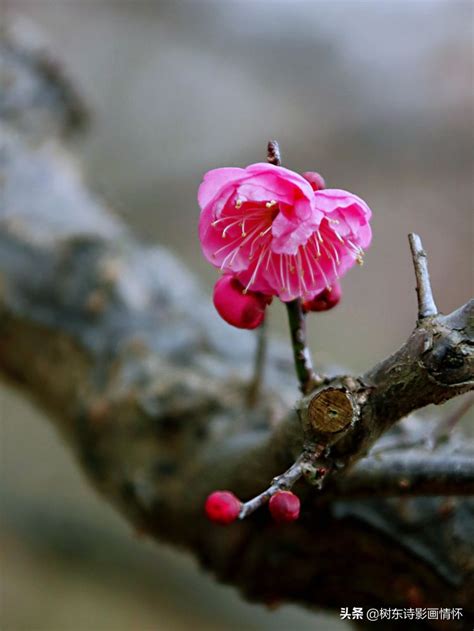 梅花寓意|梅花的寓意，梅花代表什么